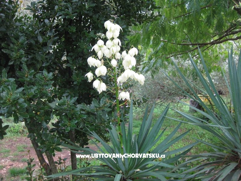 Appartements Mratović – Ferienwohnung Orebic – Peljesac, Kroatien – Foto 17