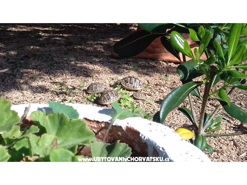 Appartements Ita s bazenom – Ferienwohnung Insel Pag, Kroatien – Foto 7