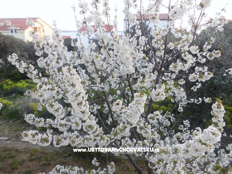 Appartements Mara – Ferienwohnung Insel Pag, Kroatien – Foto 2