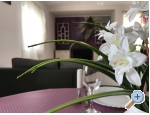 Apartmaji Luna - ostrov Pag Hrvaka