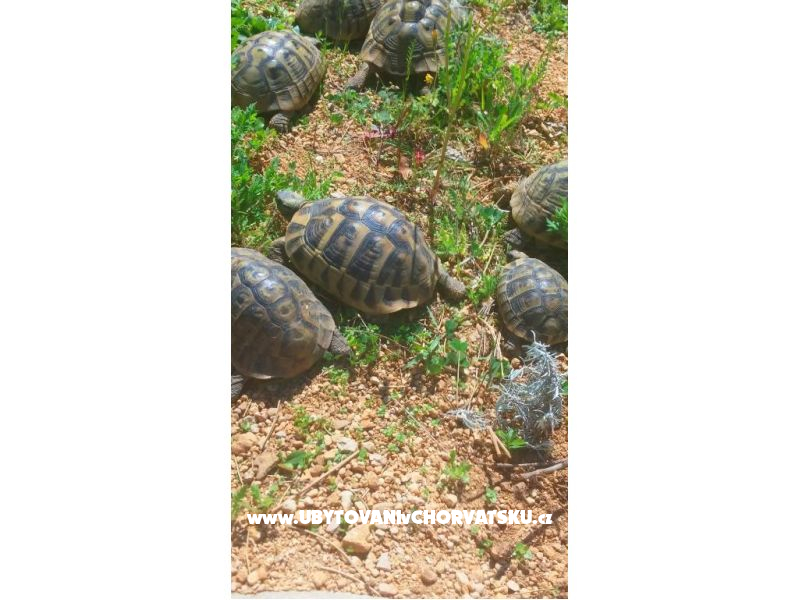 Family Ferienwohnungen K&amp;M – Ferienwohnung Insel Pag, Kroatien – Foto 7
