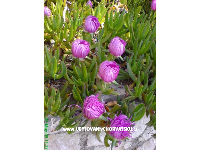 Marea Appartements Mandre – Ferienwohnung Insel Pag, Kroatien – Foto 3