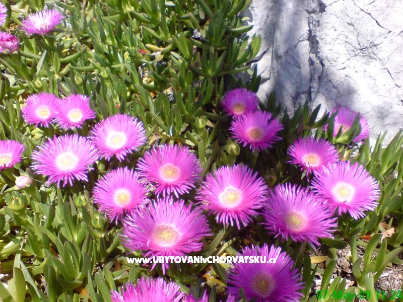 Marea Appartements Mandre – Ferienwohnung Insel Pag, Kroatien – Foto 4