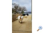 Appartements Tomic - Starigrad Paklenica Kroatien