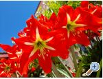 Appartements Tomic - Starigrad Paklenica Kroatien