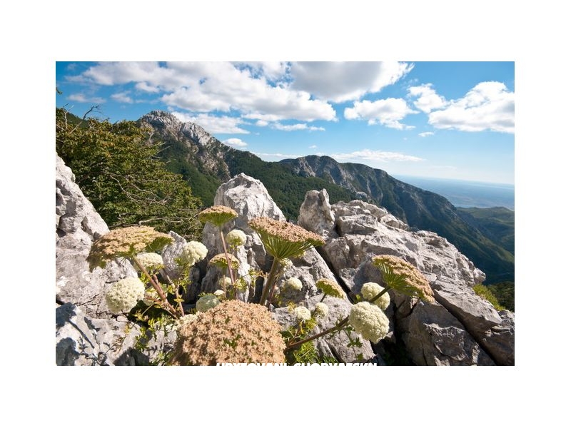 Ferienwohnungen Paklina – Ferienwohnung Starigrad Paklenica, Kroatien – Foto 7