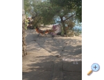 Appartements Bosi i Goli - Starigrad Paklenica Kroatien
