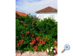 Appartements Marija-Tkon - ostrov Paman Croatie