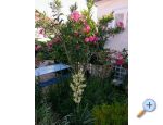 Appartements Marija-Tkon - ostrov Paman Croatie