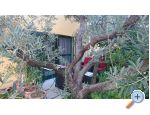 Apartmaji Sunset ***/**** - ostrov Paman Hrvaka