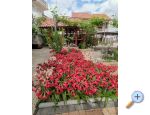 Appartements Ivan - Petrane Croatie