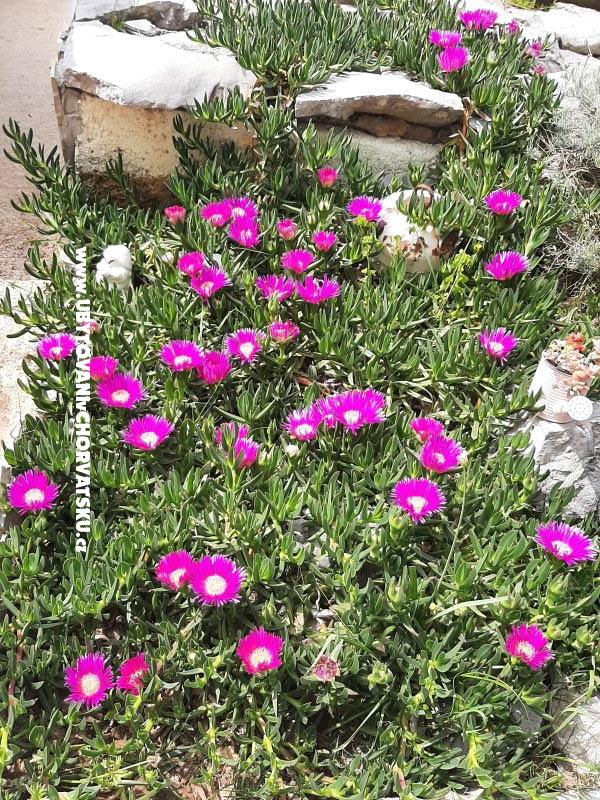 Apartnani Lana Pirovac – Ferienwohnung Pirovac, Kroatien – Foto 3