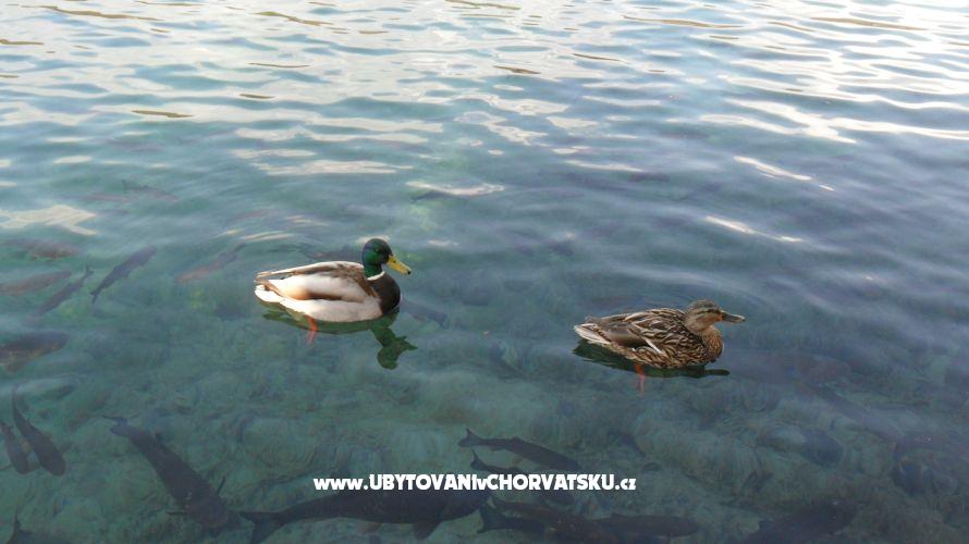 Ferienwohnungen Marija – Ferienwohnung Plitvice, Kroatien – Foto 16