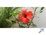 Apartmaji Mila - Podgora Hrvaka