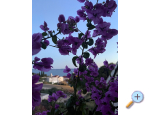 Appartements Panorama - Podgora Kroatien