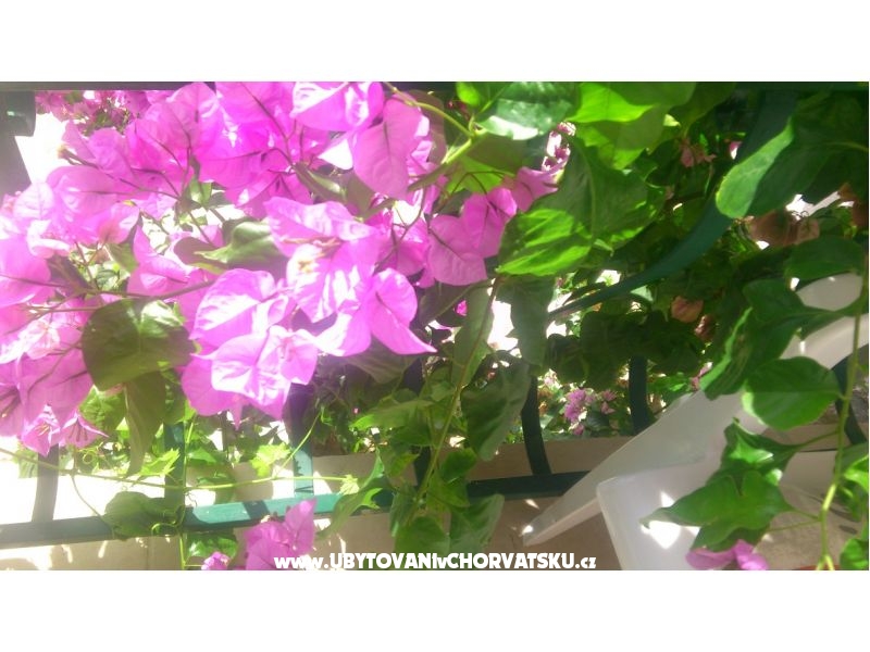 Appartements Antonela – Ferienwohnung Podgora, Kroatien – Foto 2