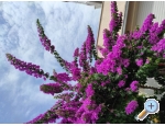 Appartements Doris i Iris - Podstrana Kroatien