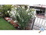 Appartements Dragica! - Pore Croatie