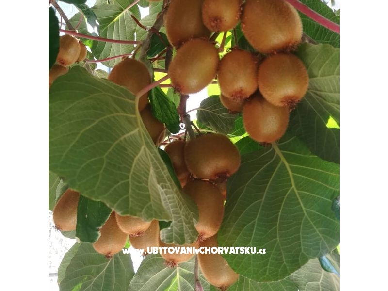 Appartements Lucija – Ferienwohnung Porec, Kroatien – Foto 14