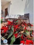 Apartmaji Kero - Pore Hrvaka