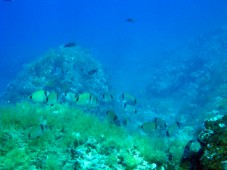 potpn Purple bay
