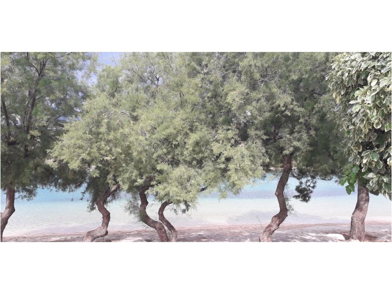 Appartements Natalija i Ante – Ferienwohnung Primosten, Kroatien – Foto 10