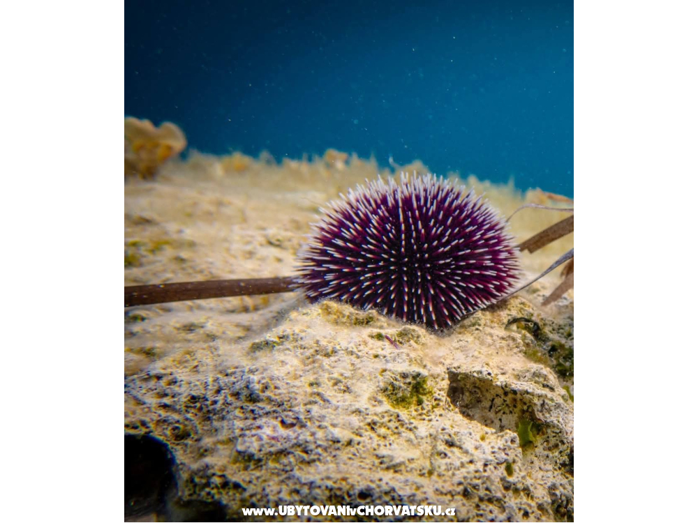 Appartamenti Liljana Ledinko - Privlaka Croazia