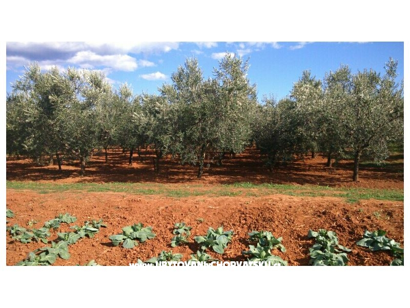 Apartment Maki – Ferienwohnung Pula, Kroatien – Foto 8