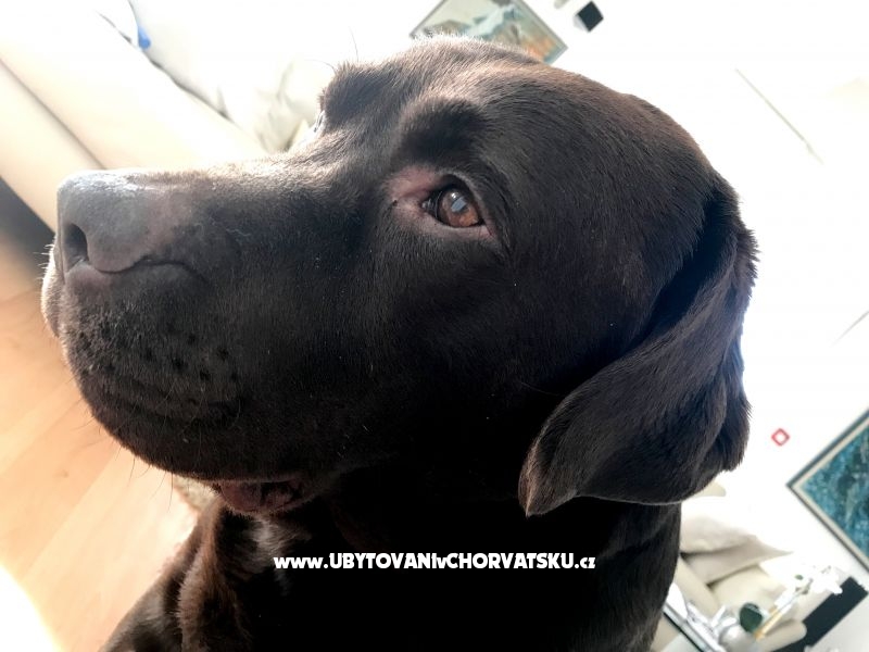 Apartment Mika – Ferienwohnung Pula, Kroatien – Foto 18