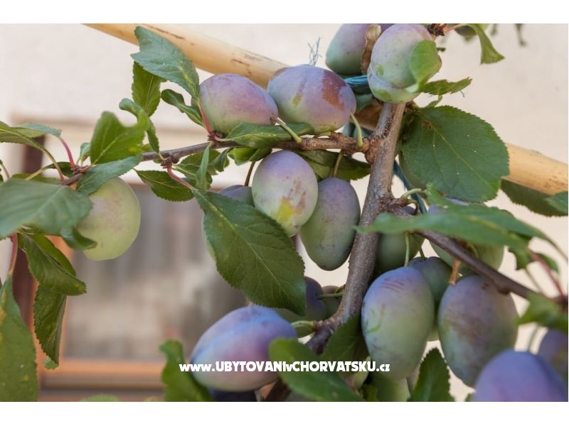 Appartements Udovičić – Ferienwohnung Pula, Kroatien – Foto 8