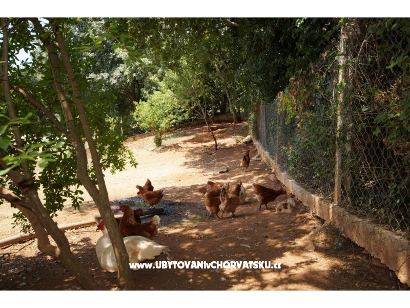 Dům Corina – ubytování Pula, Chorvatsko – foto 18