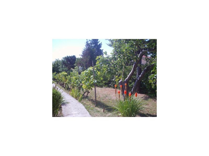 Ferienwohnungen Ankica – Ferienwohnung Insel Rab, Kroatien – Foto 15