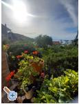 Appartements Danijela - ostrov Rab Kroatien