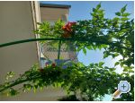 Apartmaji Mira - ostrov Rab Hrvaka