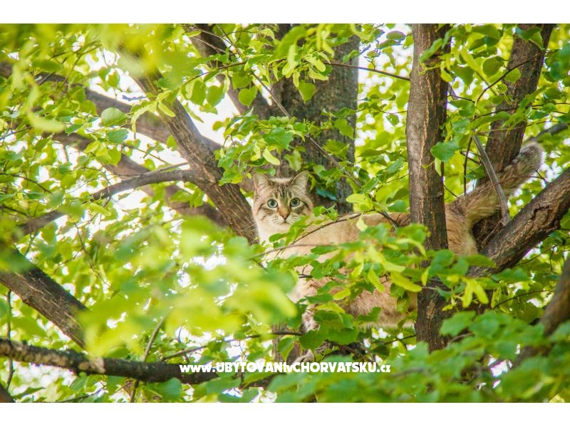Apartment Bartolovo – Ferienwohnung Rijeka, Kroatien – Foto 11