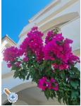 Appartements Ana - Rogoznica Kroatien