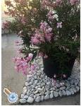 Apartmaji Rua - Rogoznica Hrvaka