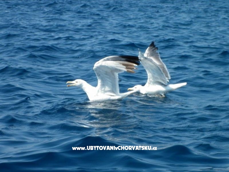 Apartmán Mendula – ubytování Rogoznica, Chorvatsko – foto 12