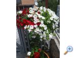 Appartements Mira Mark Raanj Rogoznic - Rogoznica Croatie