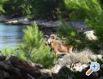 Tiha vala apartmani - ibenik Chorvatsko