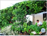 Pension Lobrovi - Slano Kroatien