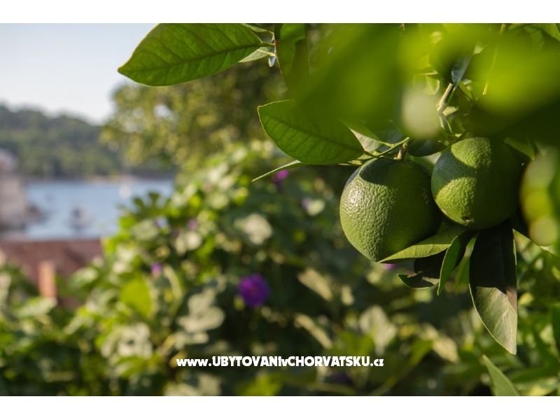 Appartements Marko – Ferienwohnung Insel Solta, Kroatien – Foto 5