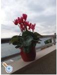 Appartement Jagoda - Split Croatie