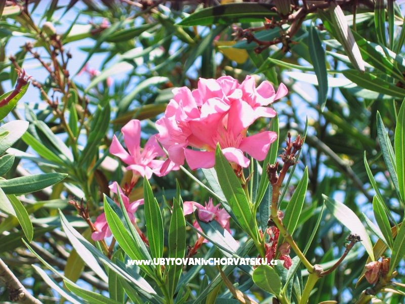 Apartment Mira – Ferienwohnung Supetar – Brac, Kroatien – Foto 5