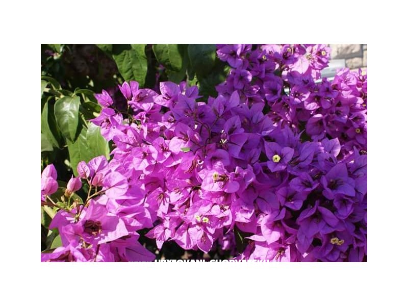 Apartment Slavka – Ferienwohnung Supetar – Brac, Kroatien – Foto 2