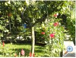 Apartmaji Lucija - Sveti Petar Hrvaka