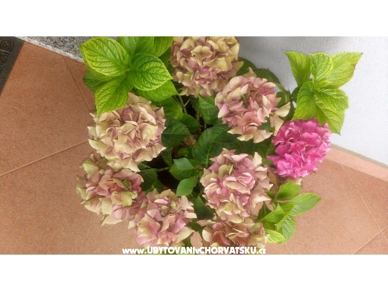 Appartements Ira – Ferienwohnung Sveti Petar, Kroatien – Foto 12