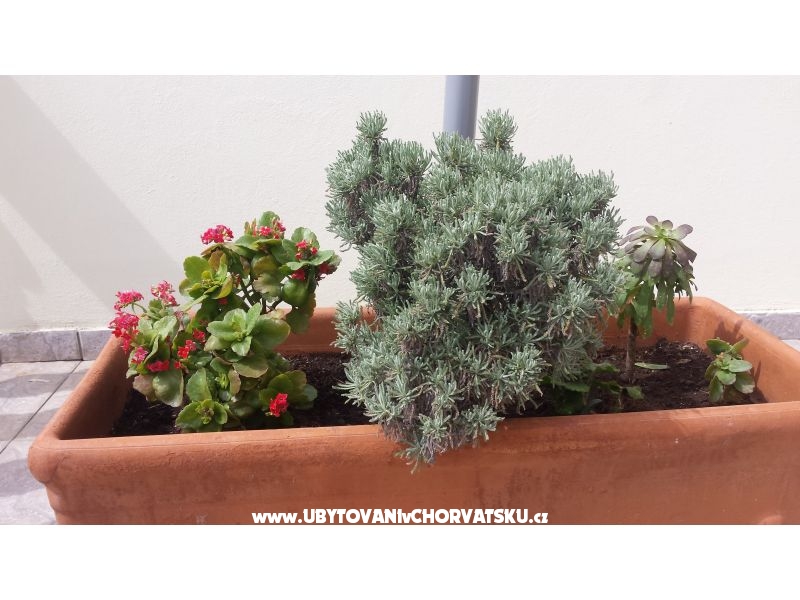 Appartements Petranic – Ferienwohnung Tisno, Kroatien – Foto 8