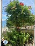 Apartmny Adria - Trogir Chorvatsko