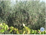 Appartements ori - Trogir Kroatien